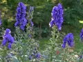 Blau leuchtende Eisenhut-Blüten, die giftig sind, stehen im Sonnenlicht.