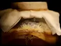 Ein Glas mit einer schaumigen, honigfarbenen Flüssigkeit, bedeckt mit einem weißen Tuch. Hier beginnt das Abenteuer, hefe selber machen!