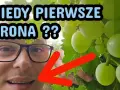 Kiedy sezon na winogrona? Sprawdź, by nie przegapić zbiorów