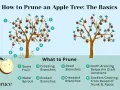 Learn how to prune apple trees by identifying what to cut: water sprouts, crossing branches, dead or diseased limbs, and suckers.