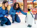 Ski Dubai: Zimowe szaleństwo w Dubaju czy warto? Pełen przewodnik