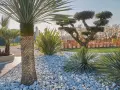 Jardin moderne avec un massif de galets blancs, palmiers et arbustes taillés. Une belle idée déco massif avec galets pour un style épuré.