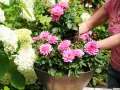 Eine Person pflanzt prächtige, pinke Dahlien im Topf neben weißen Hortensien.
