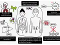NAC wirkt auf Lunge, Darm und Leber. Es reduziert Schleim, stärkt Tight Junctions und inaktiviert toxische Metaboliten. Die NAC Wirkung schützt vor oxidativem Stress und Entzündungen.