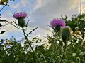 Dos flores de cardo morado, como una flor de aries, se alzan con espinas contra un cielo nublado.
