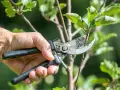 Mano che pota un ramo di un albero da frutto con forbici, un momento essenziale quando si potano le piante da frutto per favorire la crescita.