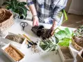 Mani che trapiantano una pianta, con vasi di terriccio, argilla espansa per un **terreno drenante** e attrezzi da giardinaggio.