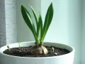 En amaryllis i kruka med spirande skott. Vattna försiktigt för att hjälpa den att växa sig stor och stark.