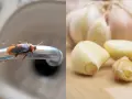 Cucaracha en grifo, posible lugar donde anidan las cucarachas, junto a dientes de ajo.