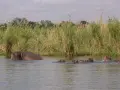 Stado hipopotamów pluska się w wodach jeziora Malawi, otoczone bujną roślinnością.