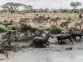 Stado zebr wbiega do błotnistej wody w Masai Mara, Kenia. Woda rozpryskuje się wokół ich nóg, tworząc dynamiczny widok.