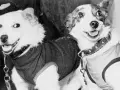 Deux chiens, prêts pour leur voyage, un chien envoyé dans l'espace.