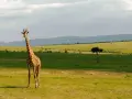 Żyrafa na tle zielonych wzgórz Kenii. Niezapomniane wrażenia z safari w Nairobi.