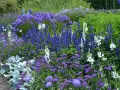 En lummig rabatt med en rik blandning av blå blommor, perenner som salvia och lavendel, kantad av en grusgång.
