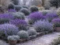 Ein Garten mit verschiedenen Lavendel-Sorten, die in voller Blüte stehen. Die violetten Blüten bilden einen schönen Kontrast zu den graugrünen Blättern und dem Kiesweg.