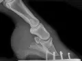 Radiographie d'un pied de cheval montrant la fourbure. L'aspirine est parfois utilisée pour soulager la douleur.