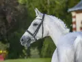 Magnifique cheval blanc, mylord Carthago, au licol orné, se tient fièrement devant un manoir.