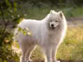 Samoyed czy gubi sierść? Odkryj sekrety linienia i pielęgnacji