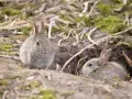 Dos conejitos exploran el exterior de su madriguera, mostrando dónde viven los conejos en su hogar natural.