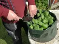 Osoba dodaje ziemię do worka z młodymi ziemniakami. To prosty sposób, jak sadzić ziemniaki w workach.