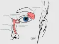 Illustrazione anatomica dell'occhio e del sistema lacrimale, con dettagli sul dotto lacrimale adulto e la ghiandola.