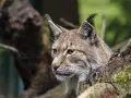 Un lynx boréal, majestueux habitant des forêts du Jura, observe attentivement son environnement depuis sa cachette dans un arbre.
