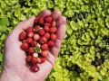 Kiedy jest sezon na poziomki? Sprawdź, by nie przegapić zbiorów
