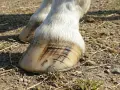 Gros plan sur les sabots d'un cheval blanc, montrant des marques sombres sur la corne, potentiellement un signe de maladie du sabot.