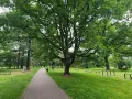 Świerklaniec park: aleja wśród zieleni, pod rozłożystym dębem, z siłownią plenerową i ławkami.