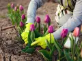 Ręce w zielonych rękawiczkach pielęgnują fioletowe tulipany. Rozpoczyna się uprawa tulipanów, a obok stoi koszyk.