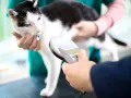 Weterynarz sprawdza, czy chip u kota jest wyczuwalny za pomocą czytnika.