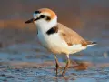 Un chorlitejo patinegro, con su plumaje blanco y marrón, se posa en la orilla.