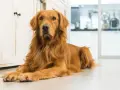Czy golden retriever jest agresywny? Fakty, które zaskoczą każdego