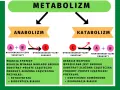 Metabolizm to suma reakcji chemicznych w organizmie. Anabolizm buduje złożone cząsteczki, katabolizm je rozpada, uwalniając energię.