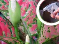 Aglaonema kwiat z pąkiem i opryskiwaczem w tle.