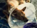Kroplówka dla psa: ile kosztuje i kiedy ratuje życie? Sprawdź!