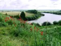 Łąka pełna maków nad zakręconą rzeką, jak z legendy o Janie i Cecylii.