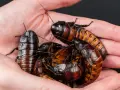 Manos sostienen un grupo de cucarachas de Madagascar. Es como si fuera el momento en que salen las cucarachas, pero estas son inofensivas.