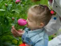 Liten flicka njuter av doften från en rosa pion. Hon har en jeansjacka och en vuxen håller blomman för henne.