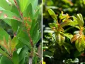 Links: Eukalyptusblätter mit orange-braunen Flecken, Anzeichen von Pilzbefall. Rechts: Gesunde, glänzende junge Blätter.