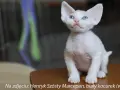 Devon Rex opinię: co powinieneś wiedzieć przed zakupem kota?