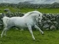 Magnifique etalon Connemara blanc galope dans un pré verdoyant, avec des murs de pierres sèches et des collines en arrière-plan.