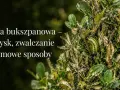 Ćma bukszpanowa niszczy krzew. Zobacz domowy sposób na ćmę bukszpanową i uratuj swój bukszpan.
