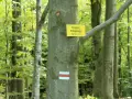 Szlak na Lackową prowadzi przez bukowy las. Na drzewie tabliczka z nazwą Przełęcz Pułaskiego i znak szlaku.