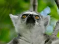 Lemur z Madagaskaru wpatruje się w niebo, jego bursztynowe oczy błyszczą w zieleni.