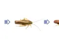 Ciclo de vida de la cucaracha alemana: de ooteca (huevos de cucaracha alemana) a ninfa y adulto.
