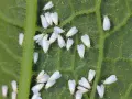 Un gruppo di mosca bianca su una foglia verde. Questi piccoli insetti bianchi si nutrono della linfa delle piante, causando danni.