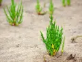 Grüne Queller-Pflanzen wachsen im Sand an der Nordsee.