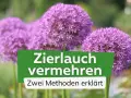 Zierlauch vermehren: So einfach gelingt es! Zwei Methoden erklärt, um mehr dieser wunderschönen Blütenbälle im Garten zu haben.