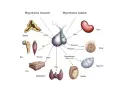 Diagram över hypofysen och dess hormoner som påverkar binjurar, ben, muskler, hud, sköldkörtel, njurar, bröst, äggstockar och testiklar. En hormonell obalans kan påverka dessa system.